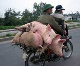 Schweinefahrrad Transport Schweine